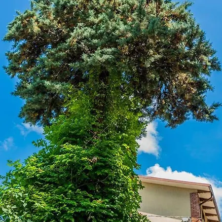 אורחן Nonna Maria